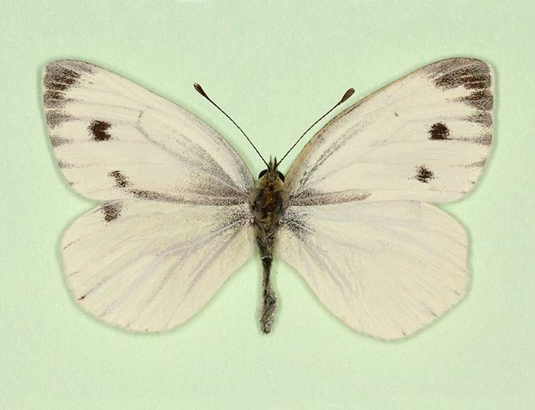 Pieris napi (gynandromorph 9) (Internet Image property of respective owner, non-commercial use only)